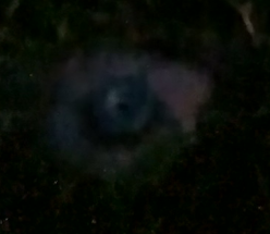 Some sort of bolt?